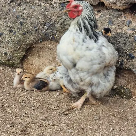 Διαμέρισμα Tantulia La Casita Del Caballo *
