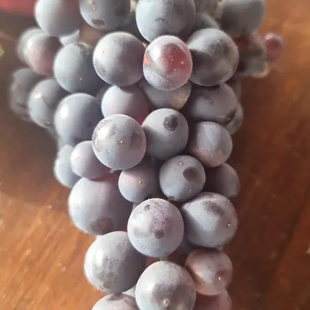 Tantulia La Casita Del Caballo