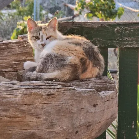 Tantulia La Casita Del Caballo Σαν Μιγκέλ ντε Αμπόνα