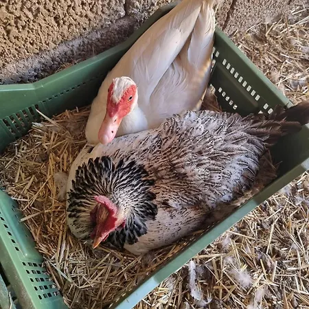 Tantulia La Casita Del Caballo Σαν Μιγκέλ ντε Αμπόνα