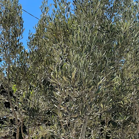 Διαμέρισμα Tantulia La Casita Del Caballo