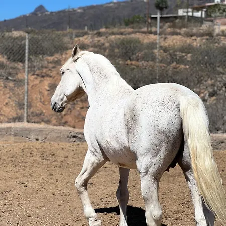 Διαμέρισμα Tantulia La Casita Del Caballo Σαν Μιγκέλ ντε Αμπόνα