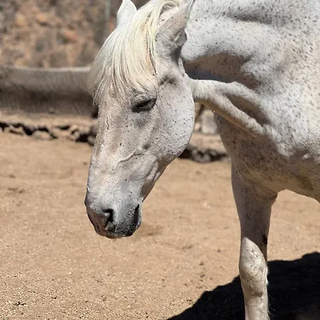 Tantulia La Casita Del Caballo *