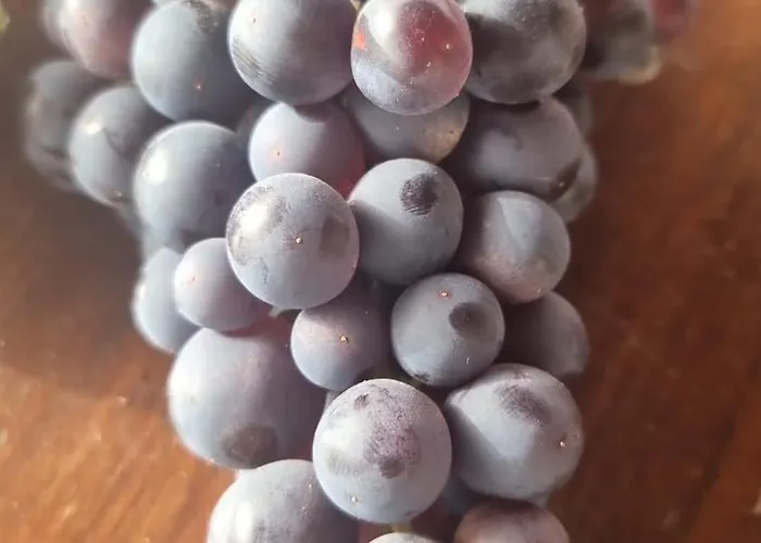 Tantulia La Casita Del Caballo