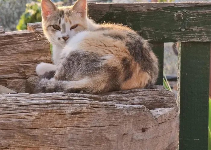 Tantulia La Casita Del Caballo San Miguel de Abona