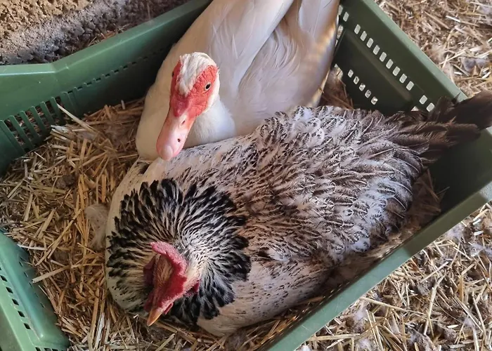 Tantulia La Casita Del Caballo San Miguel de Abona