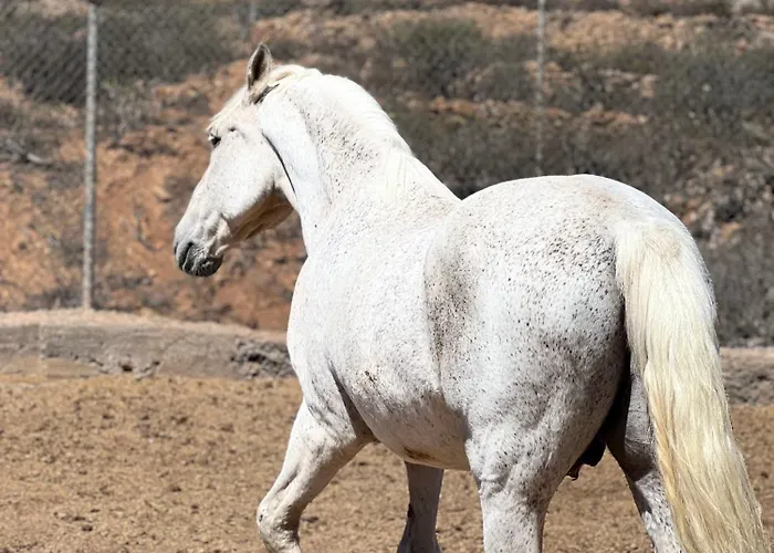 Lägenhet Tantulia La Casita Del Caballo San Miguel de Abona