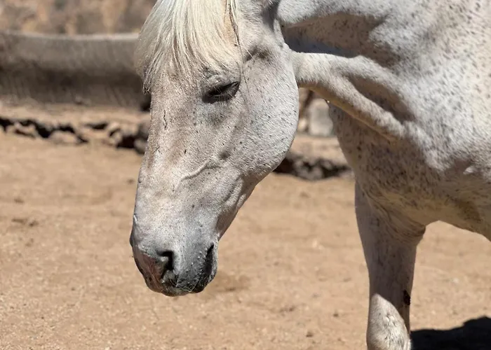 Tantulia La Casita Del Caballo *