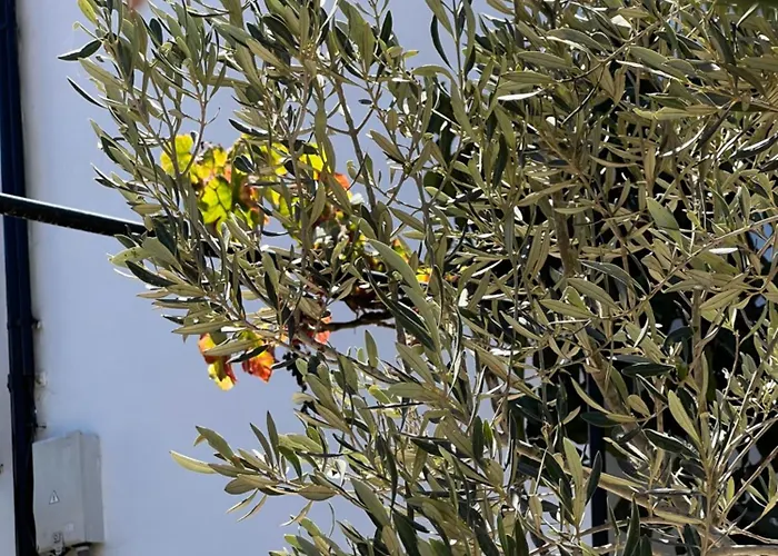 Lägenhet Tantulia La Casita Del Caballo San Miguel de Abona